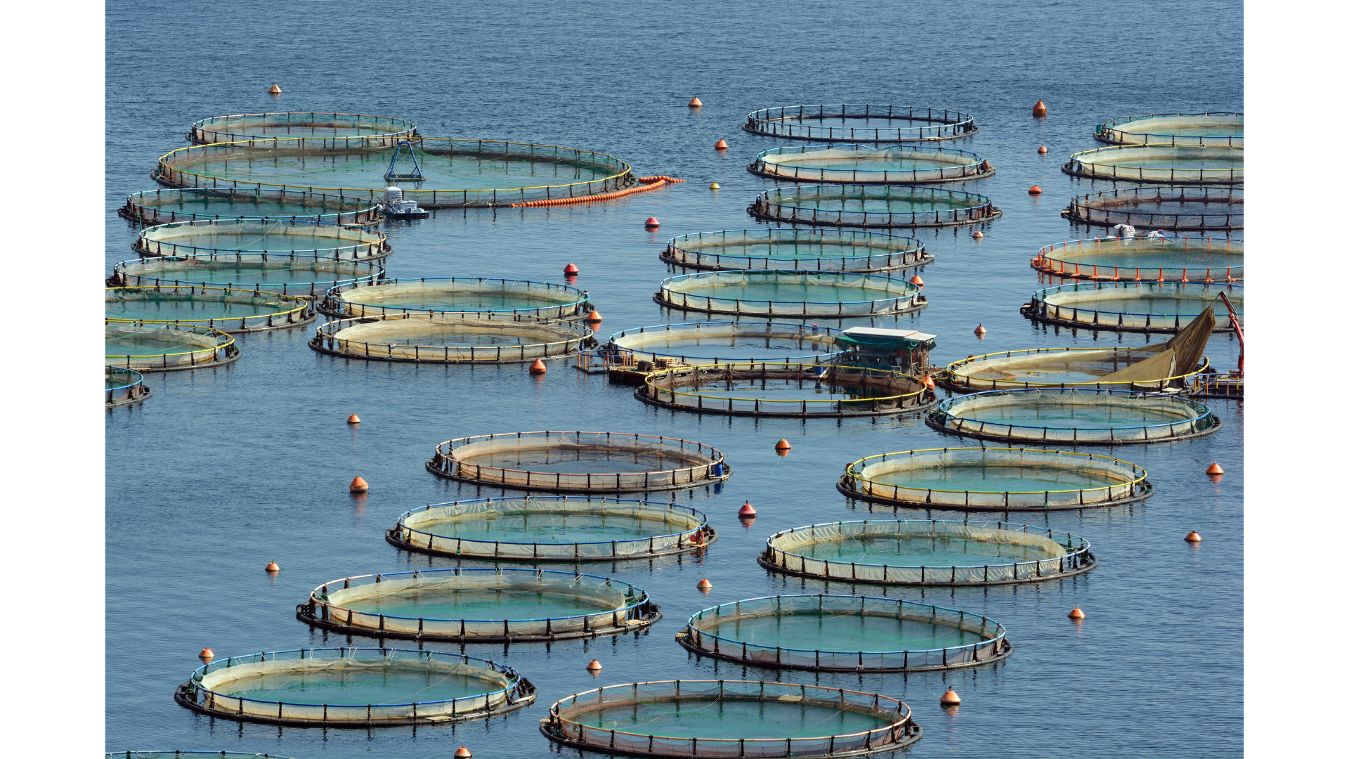 Aquaculture Solutions
